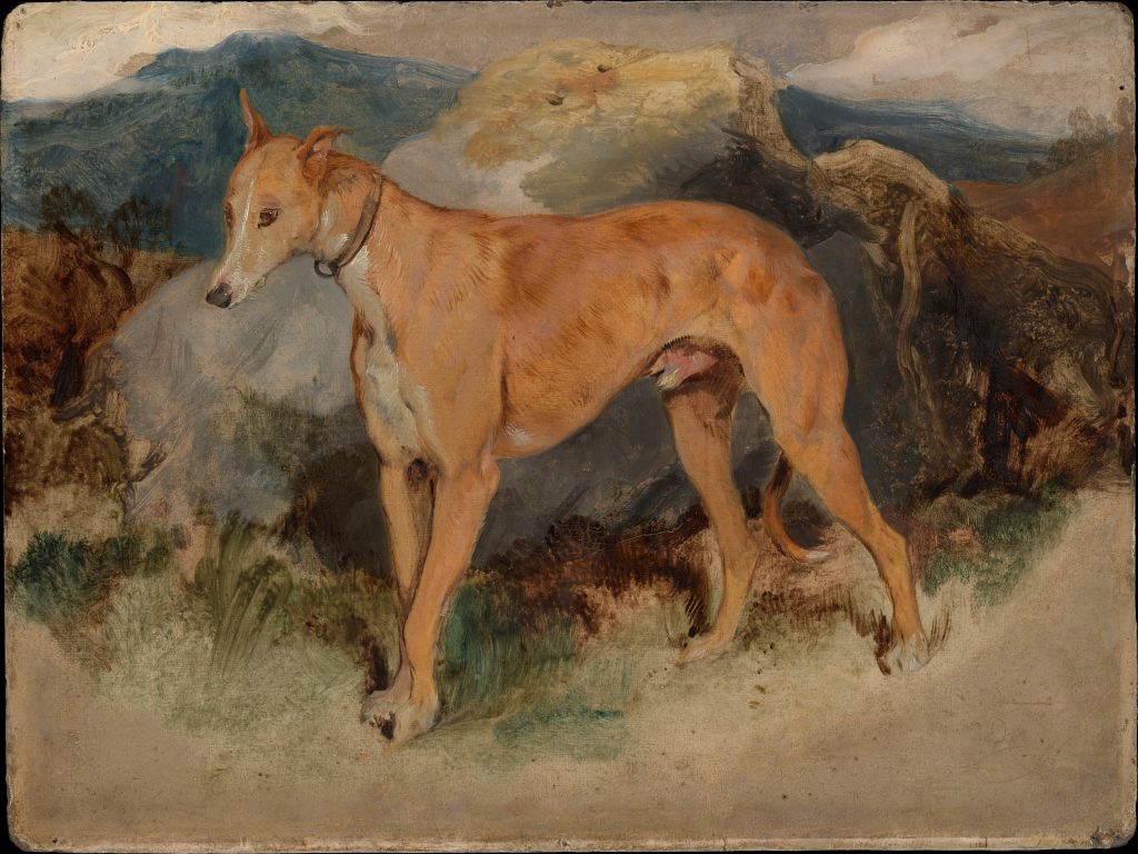 A Deerhound