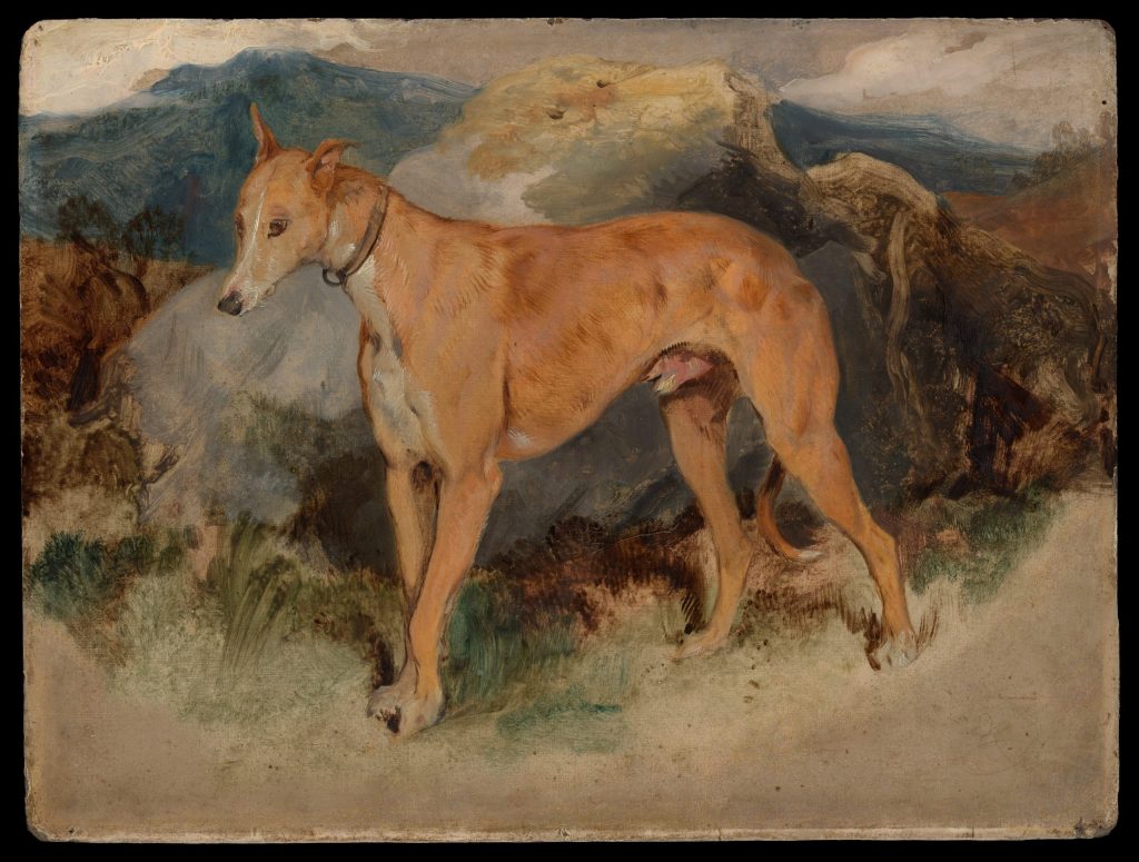 a-deerhound