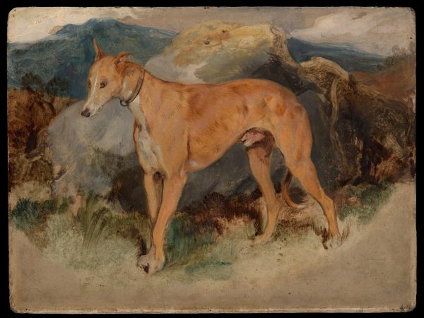 a-deerhound