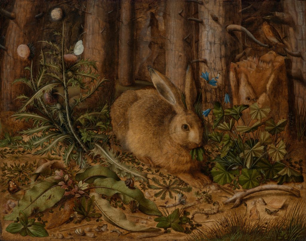A Hare in the Forest