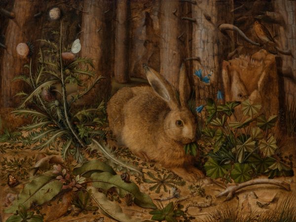 A Hare in the Forest