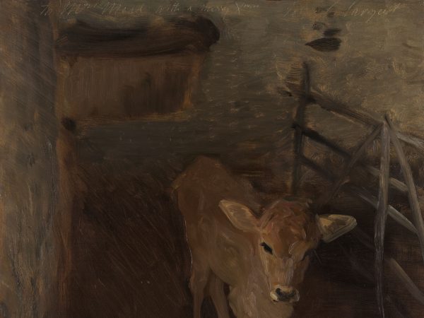 A Jersey Calf