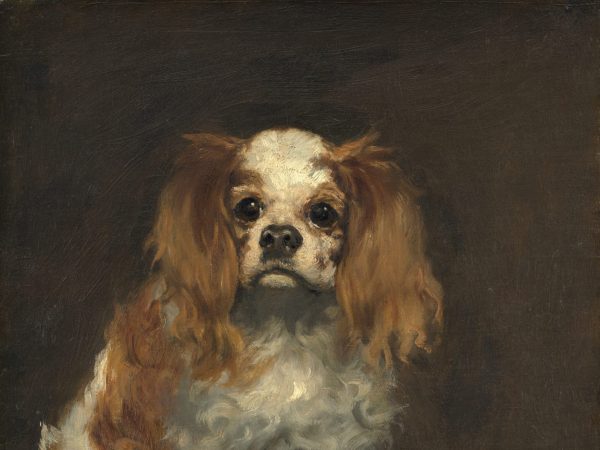 A King Charles Spaniel