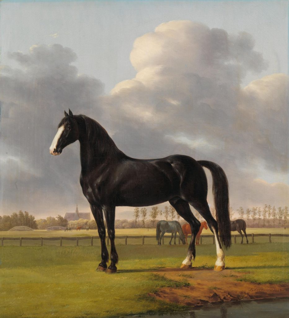 adriaan-van-der-hoop-s-trotter-de-vlugge-the-fast-one-in-a-meadow