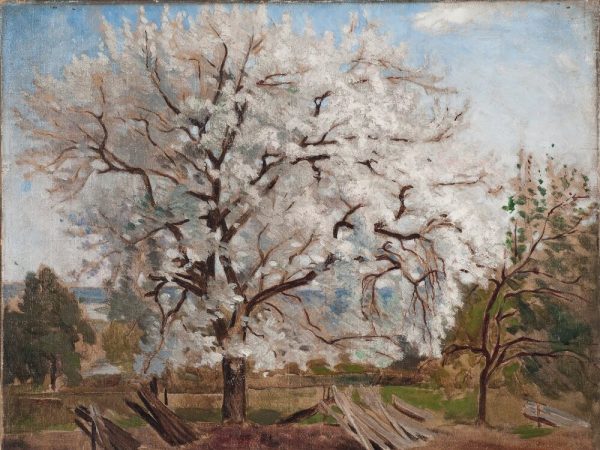 Apple Tree in Blossom