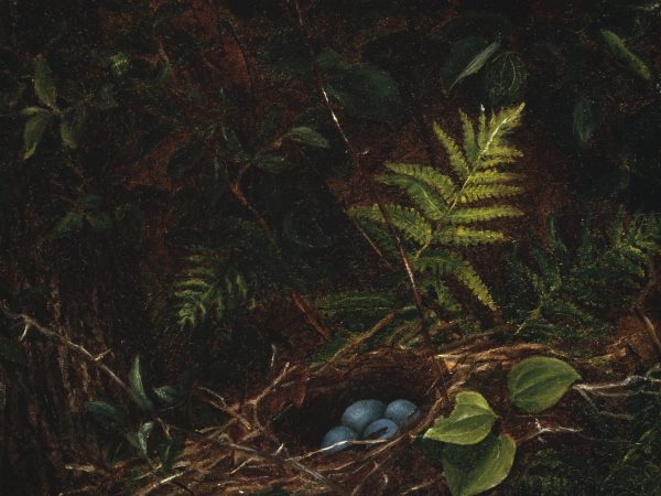 Bird's Nest and Ferns