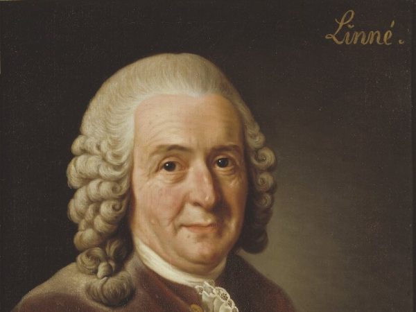 Carl Linnaeus (1707–1778), Professor and Botanist, 1775