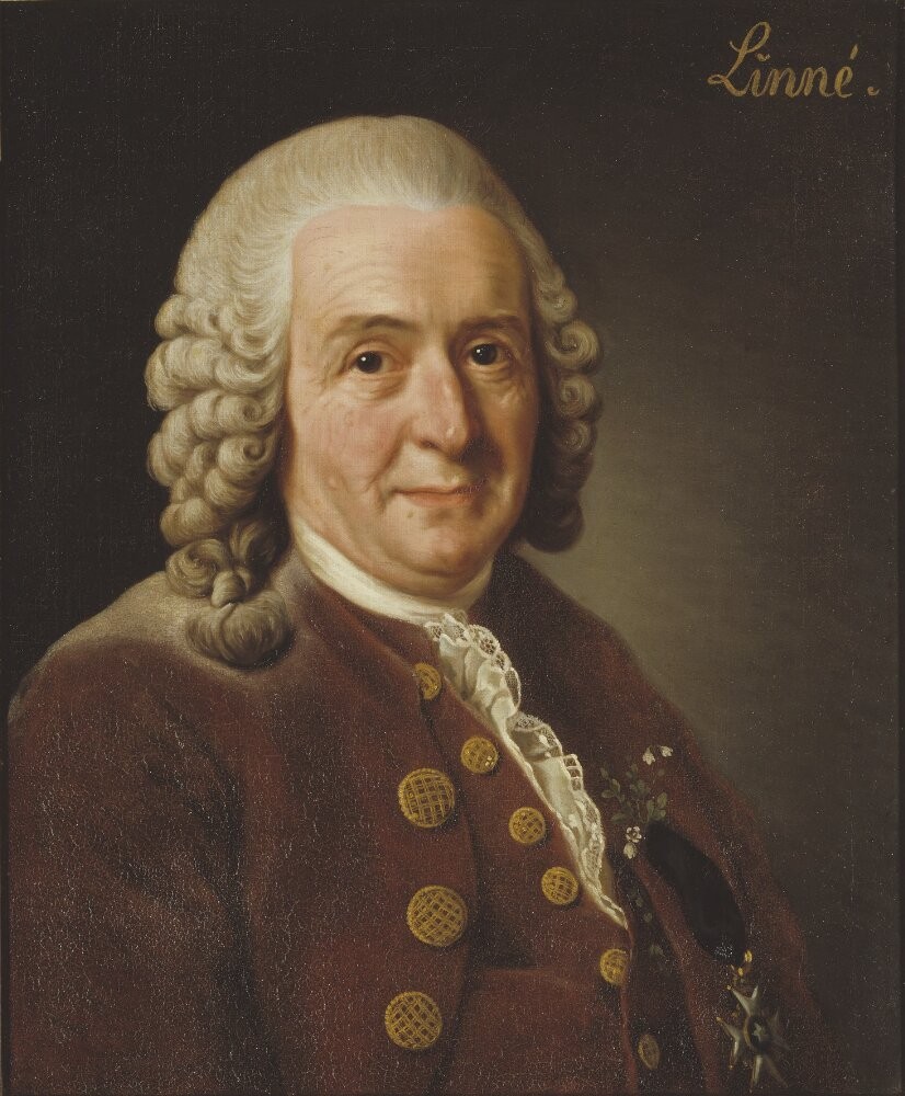 Carl Linnaeus (1707–1778), Professor and Botanist, 1775