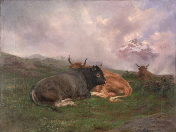 Cattle at Rest on a Hillside in the Alps