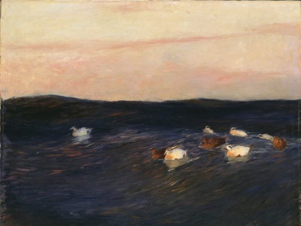 Eider Ducks