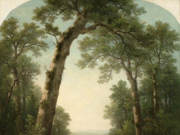 forest-stream-with-vista