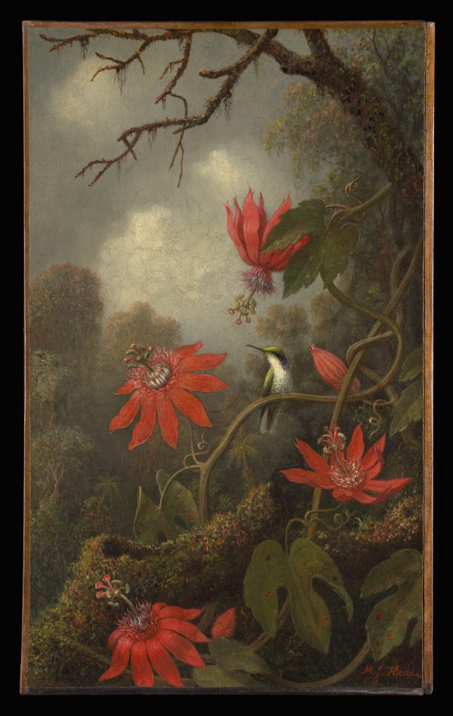 hummingbird-and-passionflowers