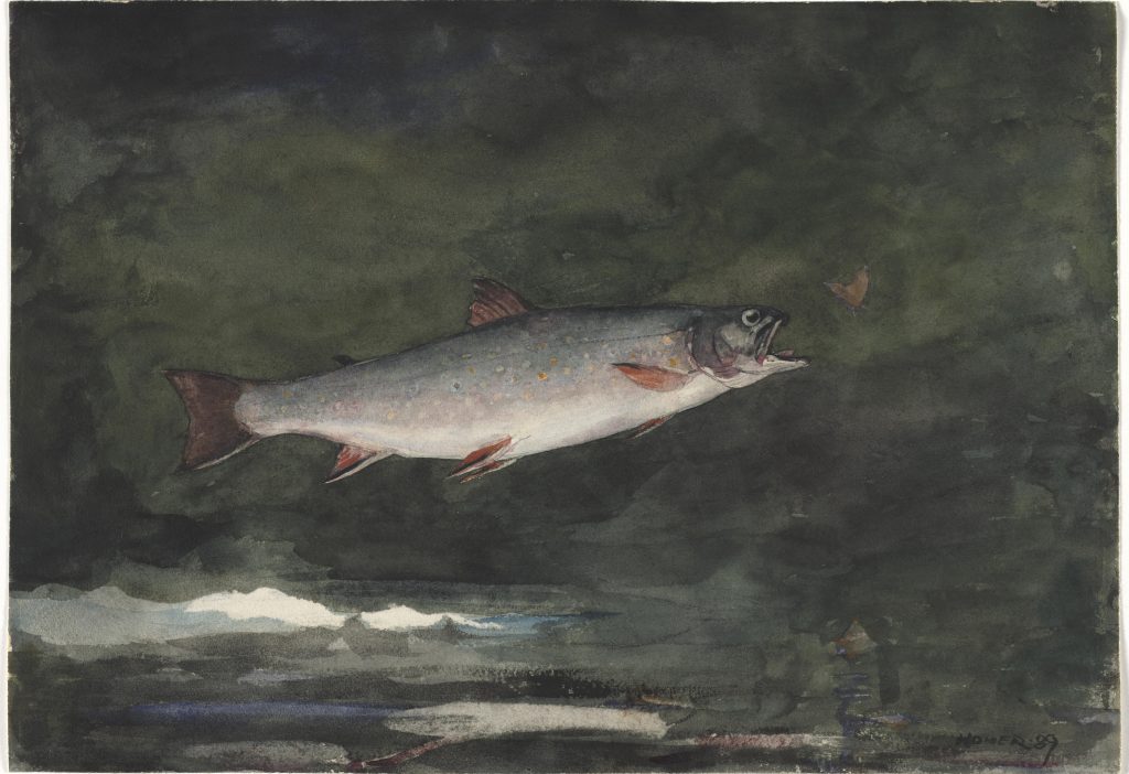 Leaping Trout