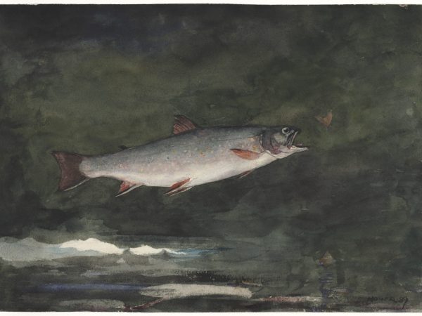 Leaping Trout
