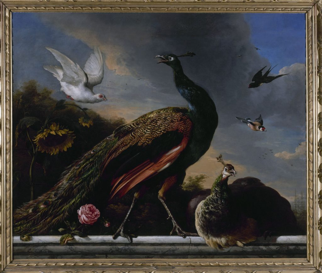 Paons, mâle et femelle