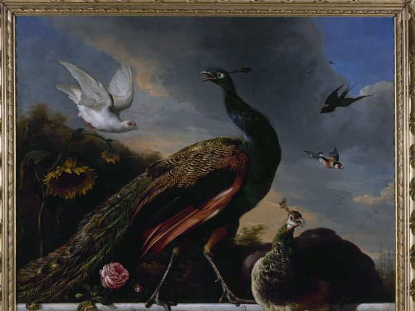 Paons, mâle et femelle