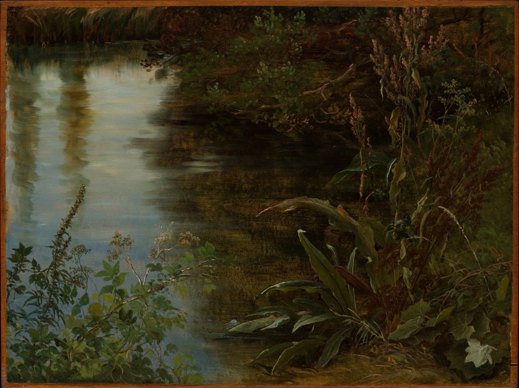 Study of Water and Plants