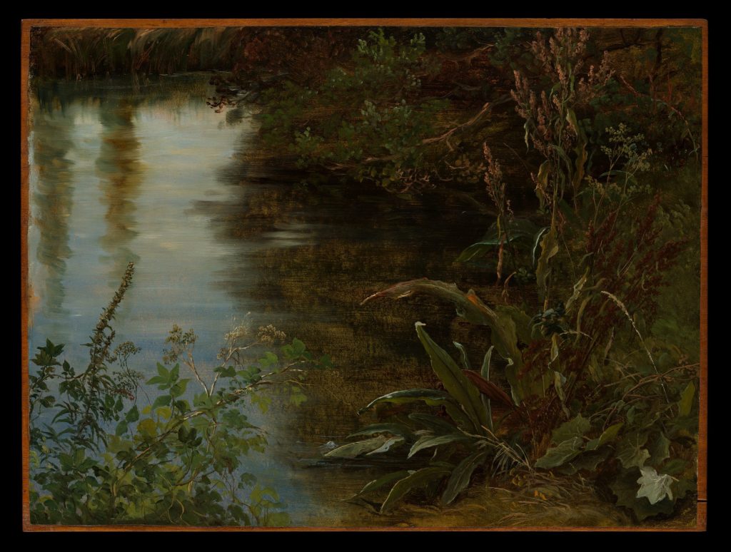 study-of-water-and-plants