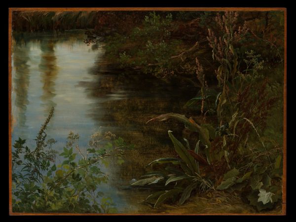 study-of-water-and-plants