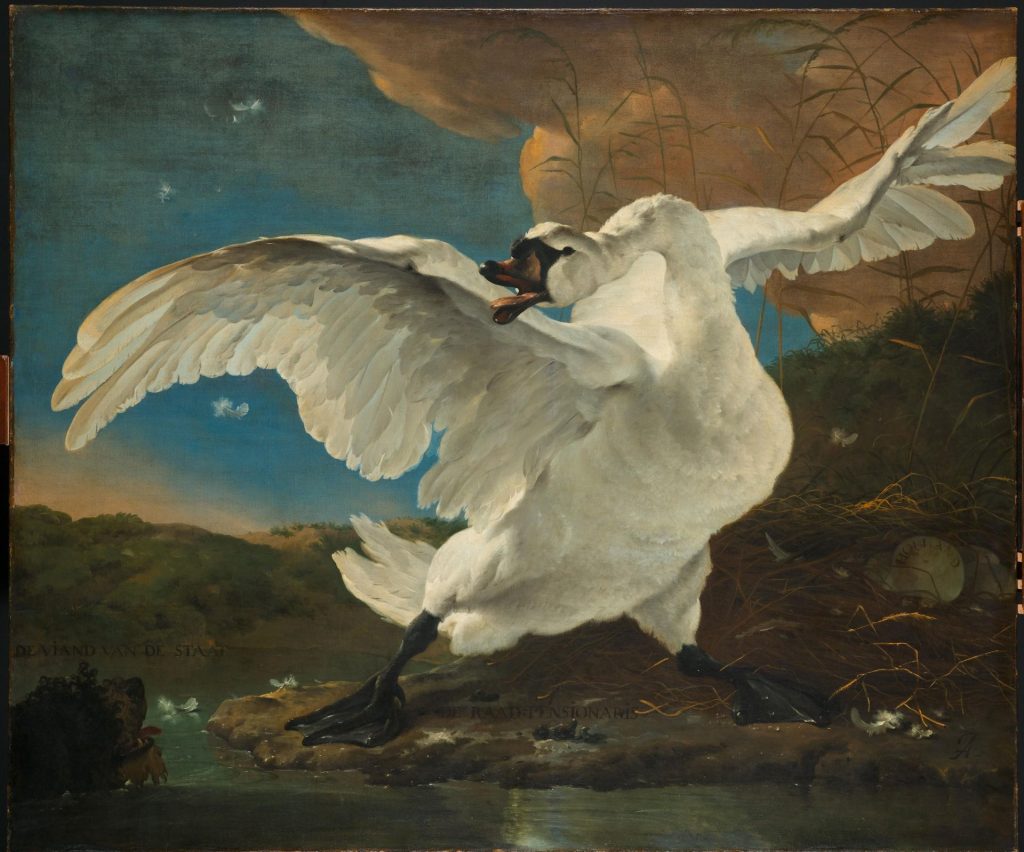 the-threatened-swan