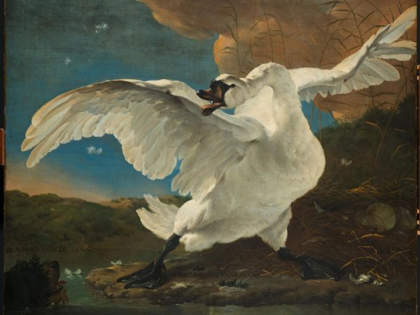 the-threatened-swan