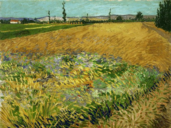 Wheatfield
