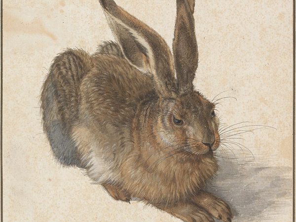 Young Hare