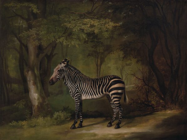 Zebra